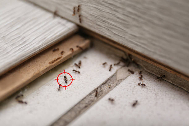 Best Pest Control Treatment  in Rtez, CO