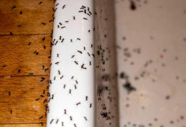Best Cockroach Control Services  in Rtez, CO