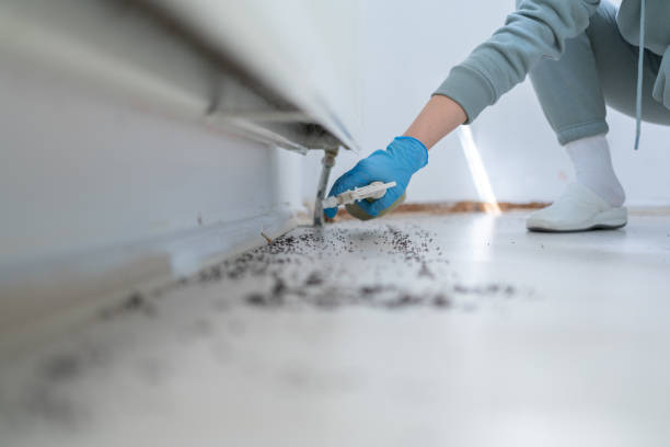 Best Flea Control Services  in Rtez, CO